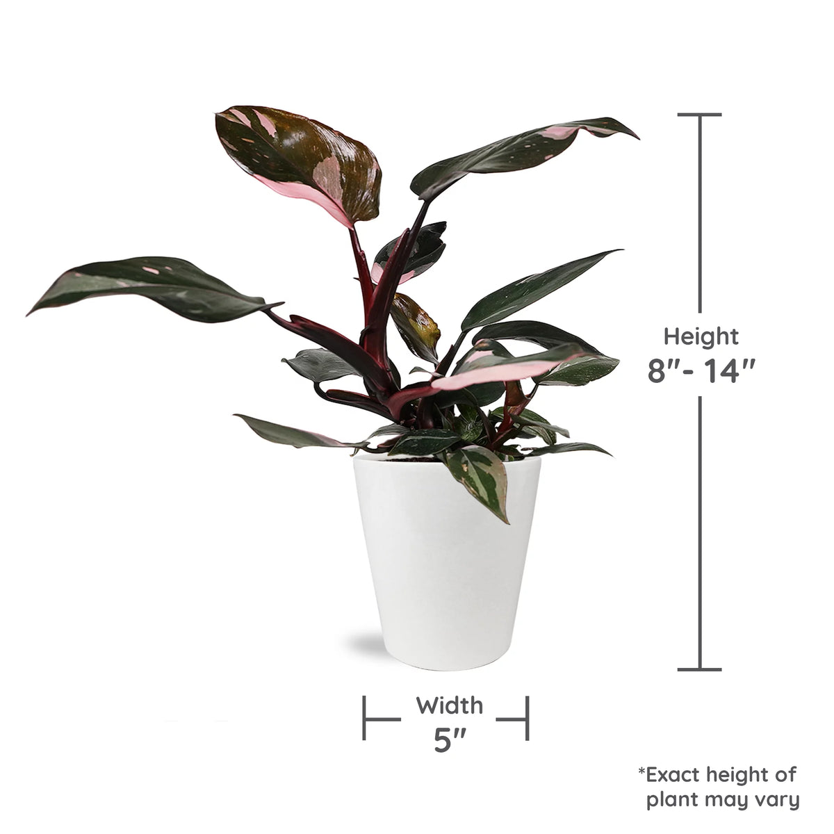Pink Princess Philodendron Live Plant in 5" White Ceramic Pot U181529