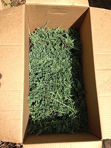 Blue Rug Juniper Live Plants Evergreen Groundcover A44337
