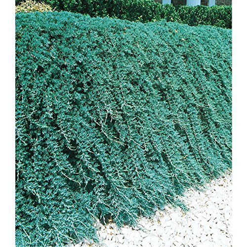 Blue Rug Juniper Live Plants Evergreen Groundcover A44337