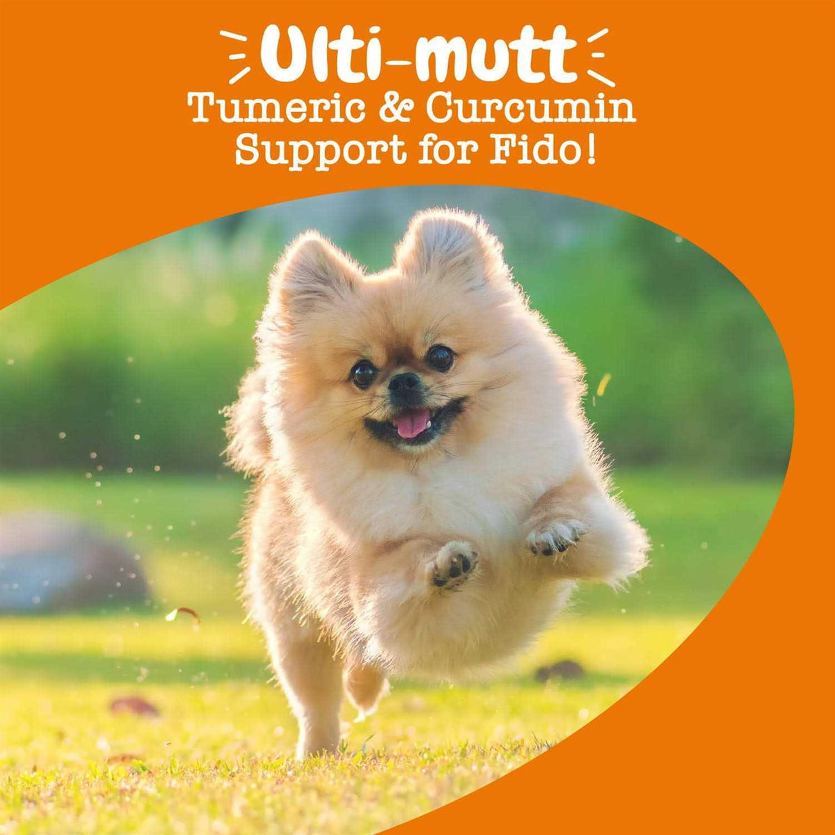 Turmeric Curcumin Bites for Dogs C90827