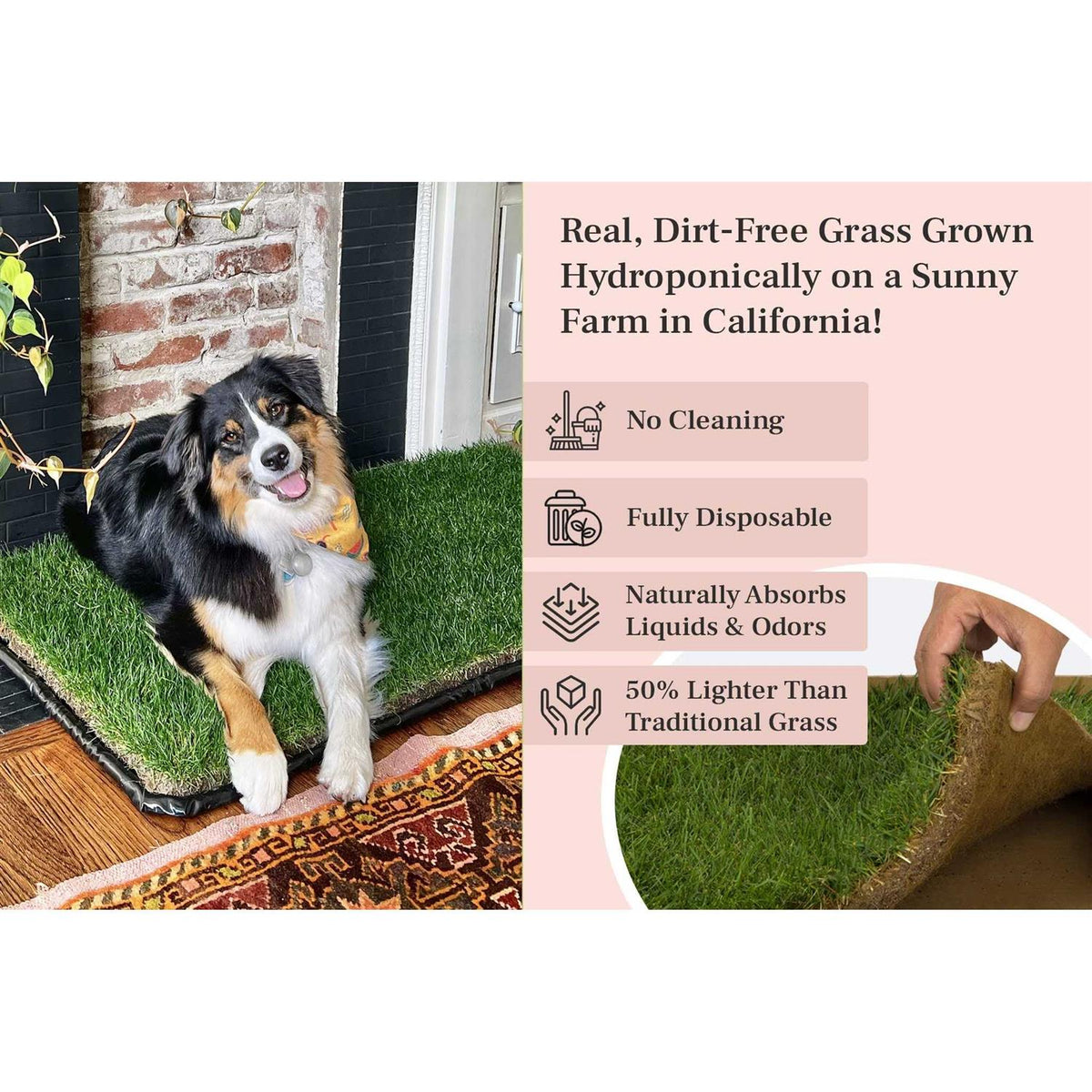 Dog Potty Real Grass T97122