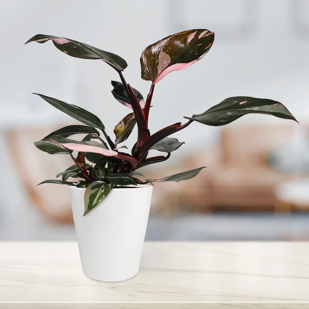 Pink Princess Philodendron Live Plant in 5" White Ceramic Pot U181529