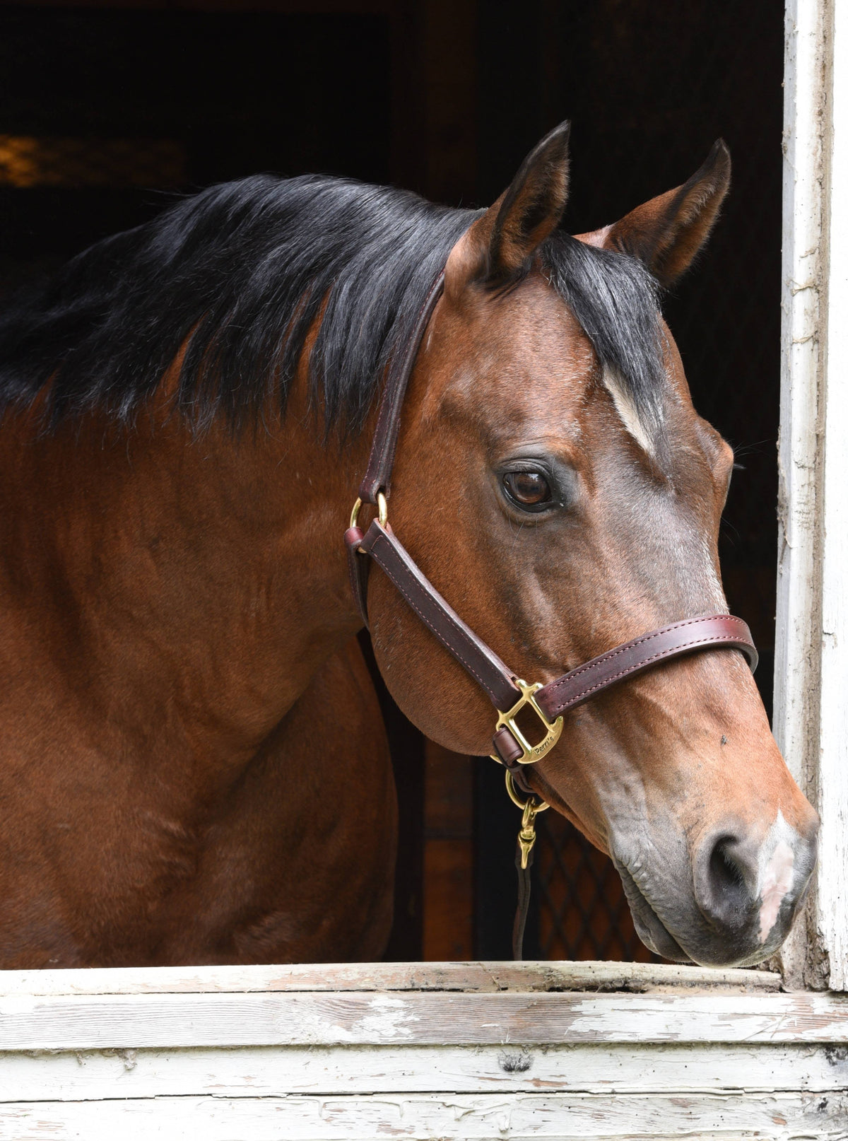 1x22 Premium Leather Halter L7660