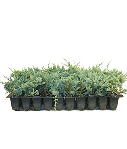 Blue Rug Juniper Live Plants Evergreen Groundcover A44337