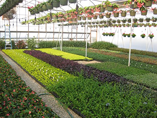 Blue Rug Juniper Live Plants Evergreen Groundcover A44337