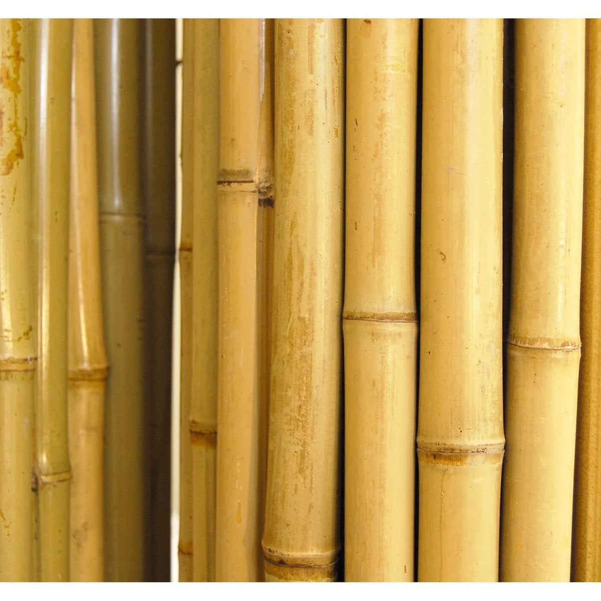 Natural Bamboo Fencing Garden Screen Rolled Fence Panel 3/4 D x 4' H x 8' L I6589