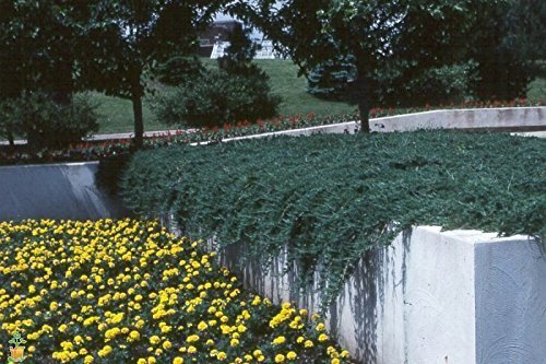 Blue Rug Juniper Live Plants Evergreen Groundcover A44337