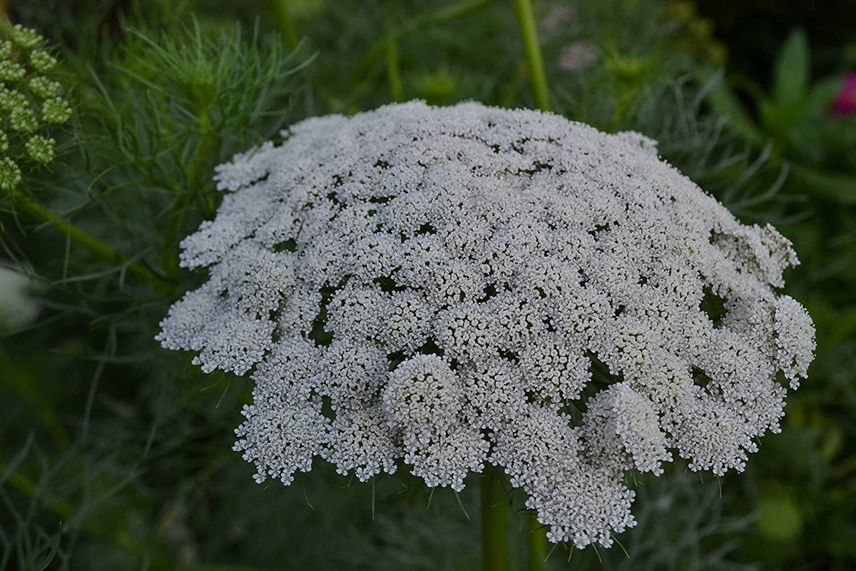 Green Mist False Queen Anne's Lace Bishop's Weed Seed Packet R411