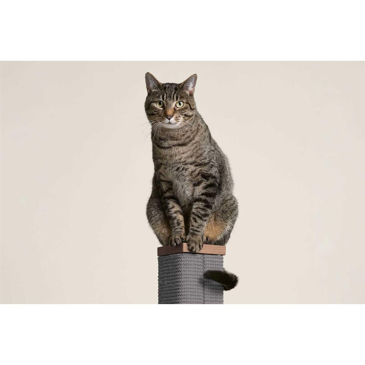 Tall Modern Sisal Scratching Post 36 inches M25494