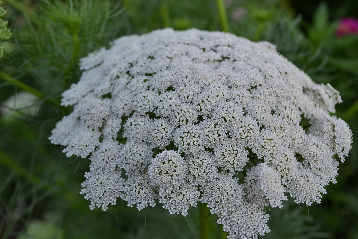 Green Mist False Queen Anne's Lace Bishop's Weed Seed Packet R411