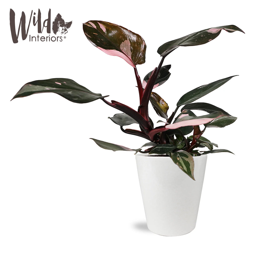 Pink Princess Philodendron Live Plant in 5" White Ceramic Pot U181529