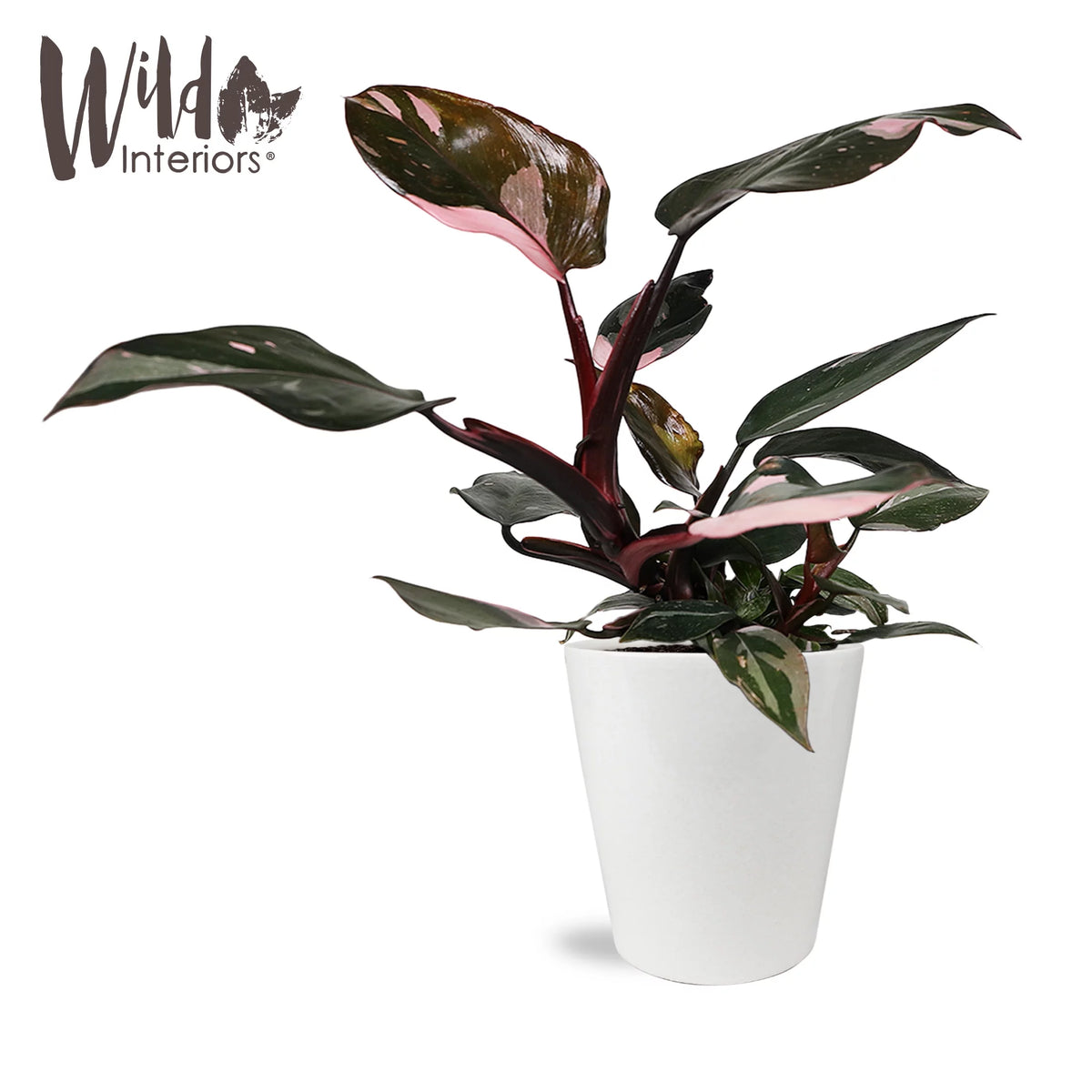 Pink Princess Philodendron Live Plant in 5" White Ceramic Pot U181529