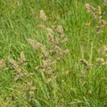 25 lbs Orchard Pasture Grass Seed O93880