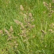 25 lbs Orchard Pasture Grass Seed O93880