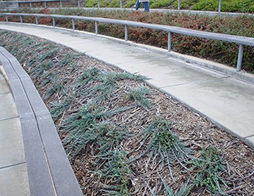 Blue Rug Juniper Live Plants Evergreen Groundcover A44337