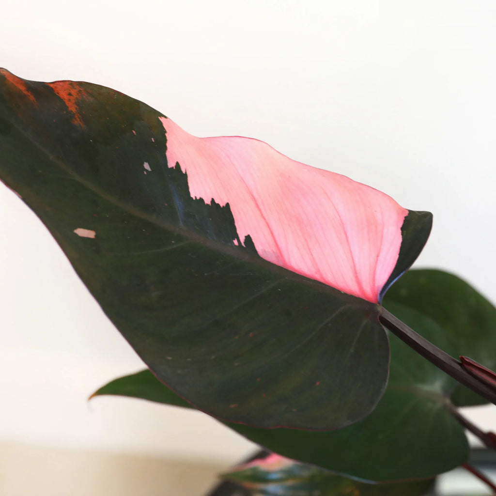 Pink Princess Philodendron Live Plant in 5" White Ceramic Pot U181529