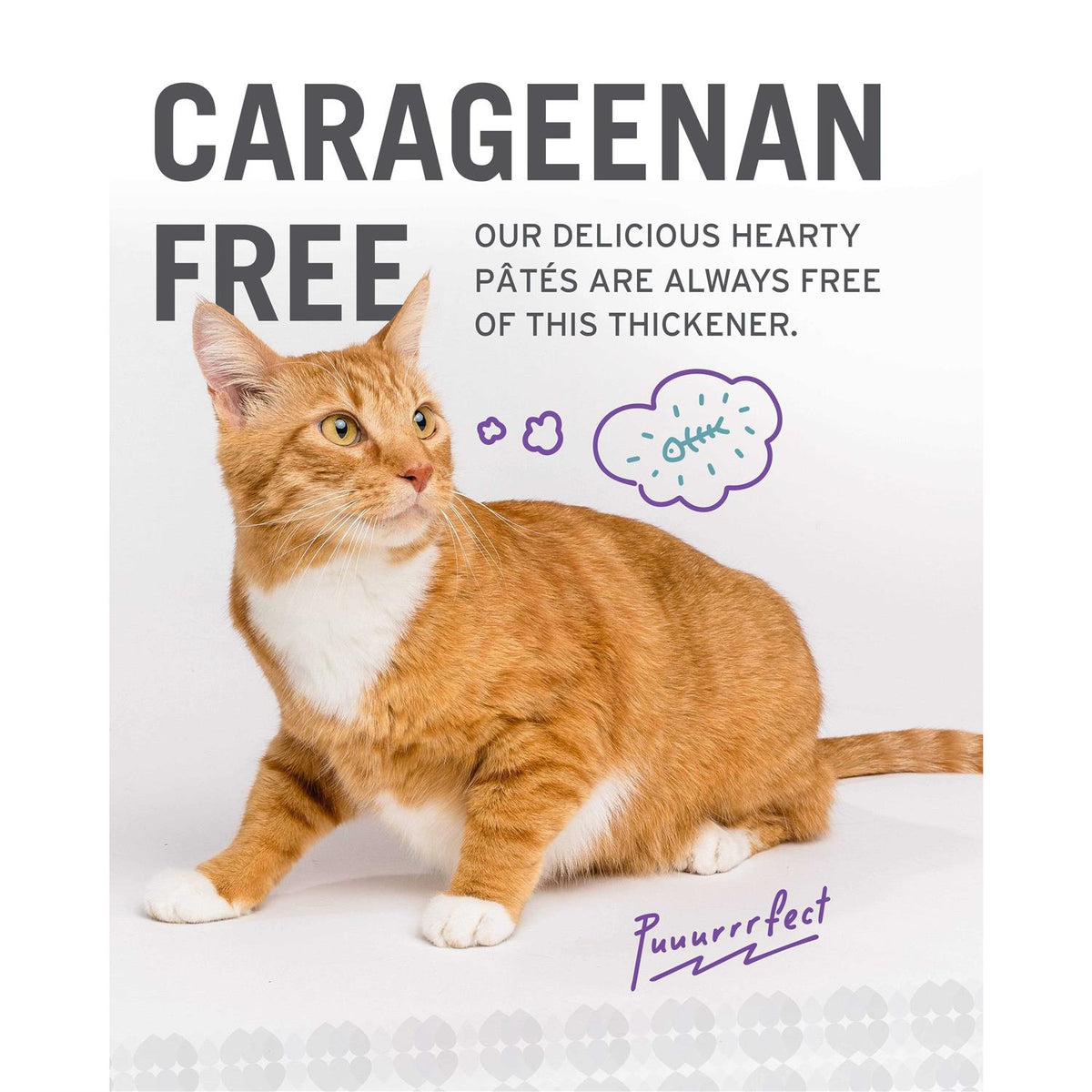 Grain Free Canned Cat Food S98132