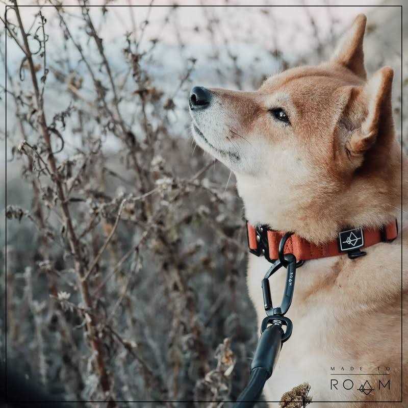Adjustable Heavy Duty Nylon Dog Collar with Metal Buckle O5608
