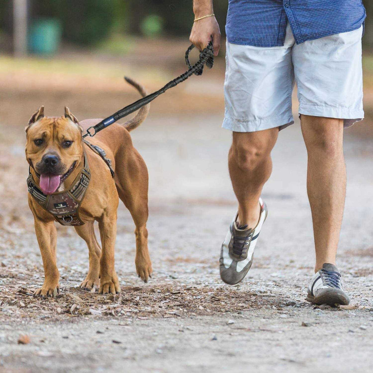 Dog Leash Bungee M41328